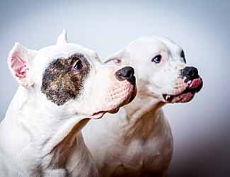 Argentinian Mastiff (Dogo Argentino)