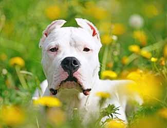 Dogo Argentino in a field of flowers DogoArgentino325x250Sx-8
