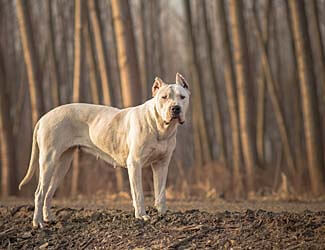 DogoArgentino325x250Sx-9.jpg