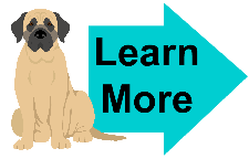 english mastiff learn more english mastiff learn more