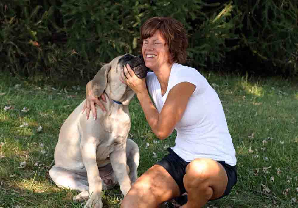 English mastiff good family hot sale dog