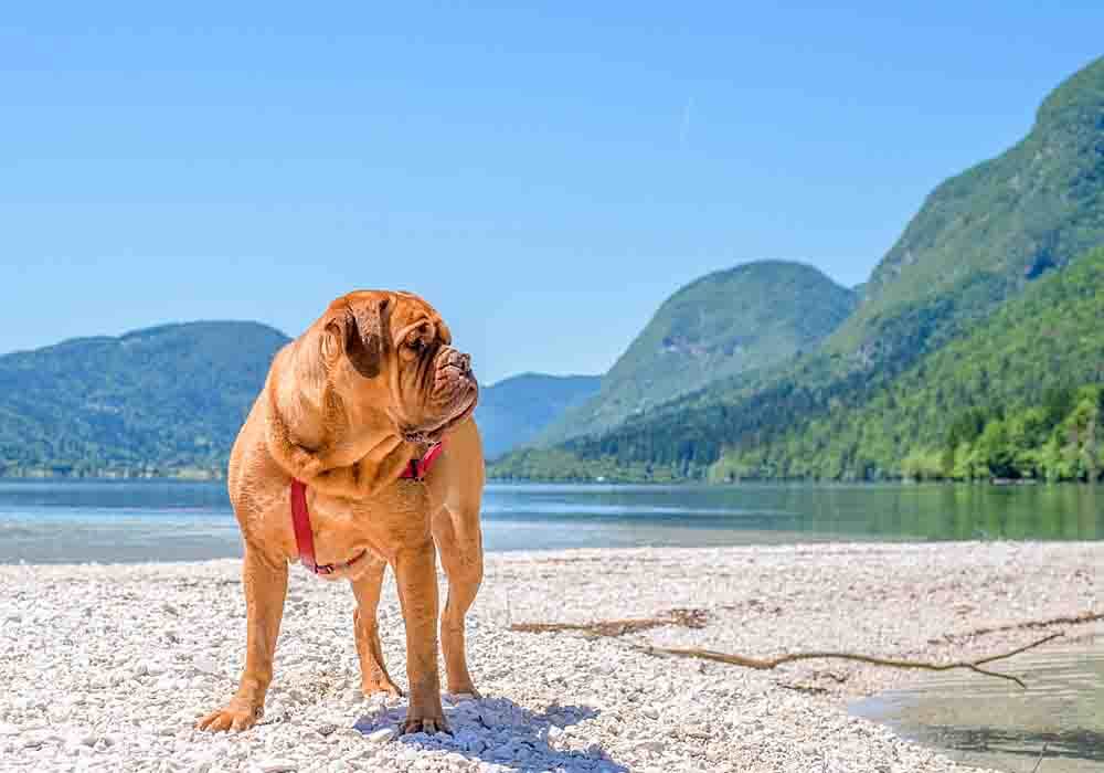 These 6 Mastiff breed characteristics are just a few of the many this dog possesses making these an excellent choice for new owners.