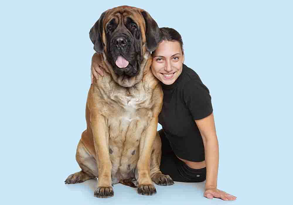 how much do english mastiffs shed