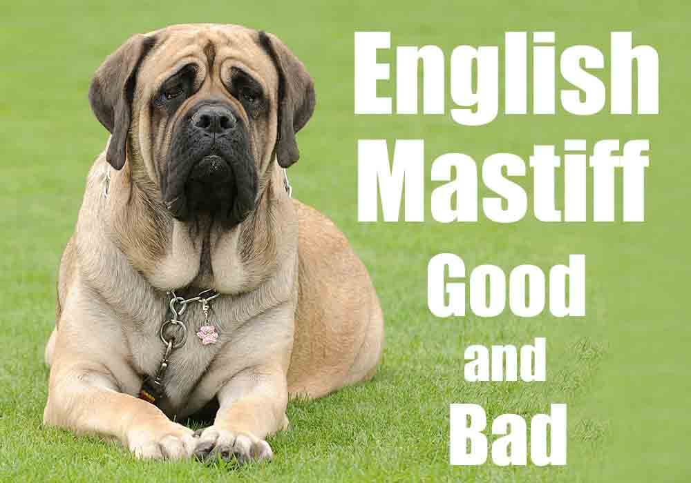 are mastiffs barkers