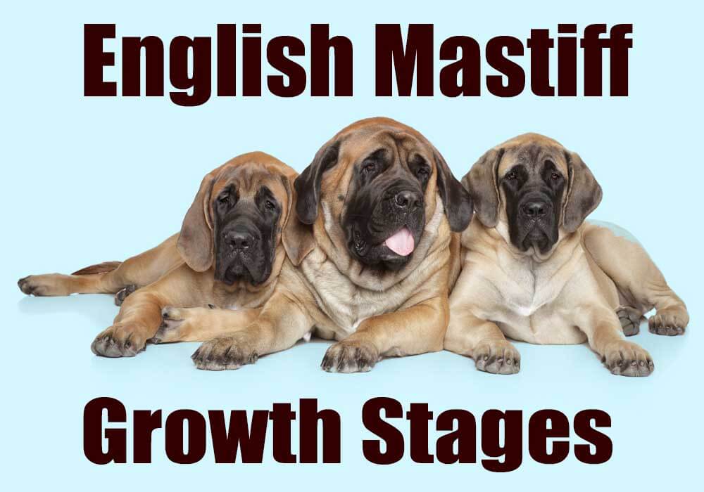 when do english mastiffs reach full size