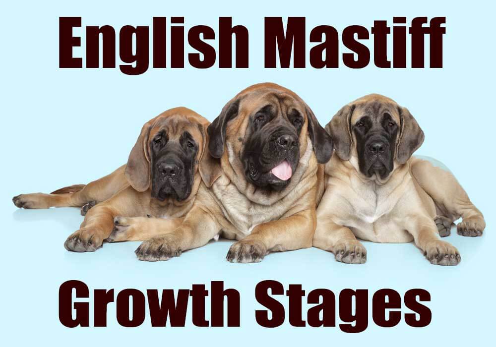 how much should english mastiff puppies weigh