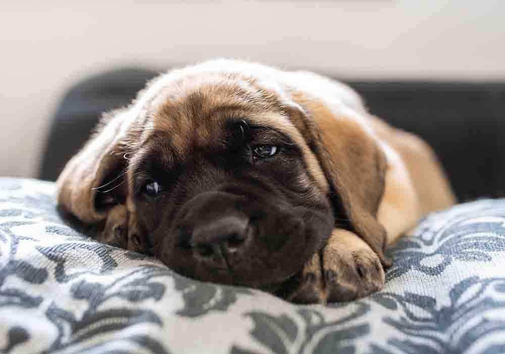 Mastiff puppy relaxing after getting it's vaccinations Mastiff puppy vaccination schedule
