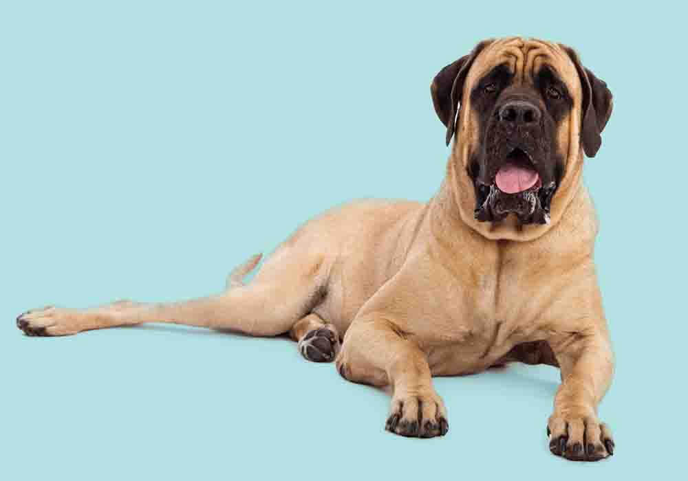 how much do english mastiffs shed