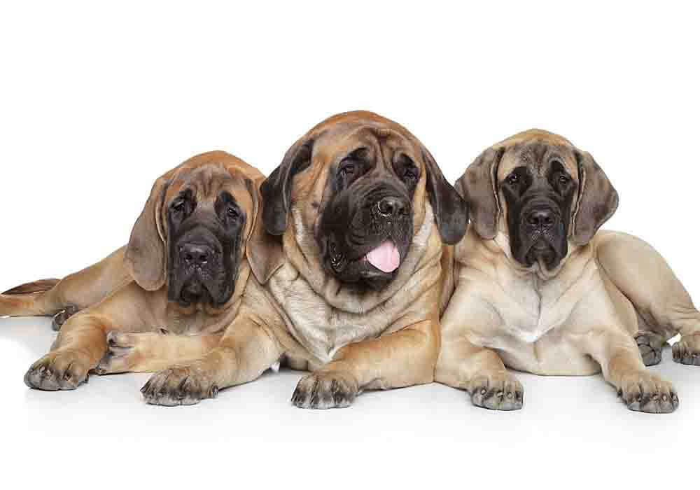 do mastiffs have hip problems