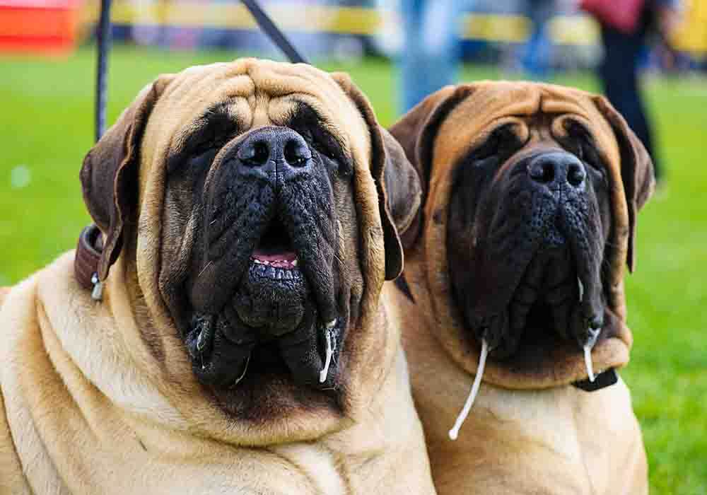 when do mastiffs start drooling