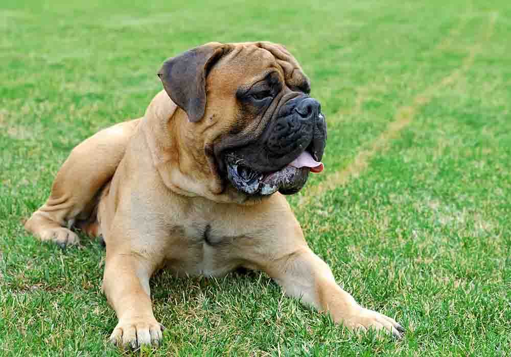 [Bild: EnglishMastiff1000x700Sx-5.jpg]