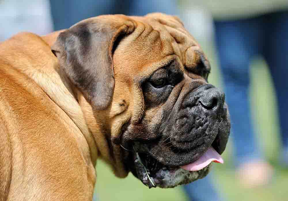 English Mastiff looking for the nearest food bowl Facts and information about English Mastiffs