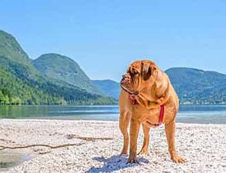 Interesting facts about English Mastiffs