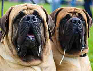 English Mastiff temperament and personality traits