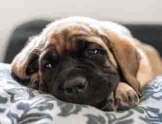 snoring english mastiff