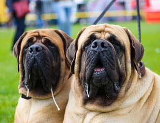 english mastiffs drooling english mastiffs drooling