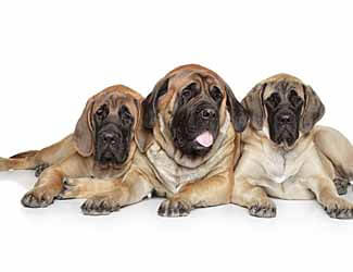 Best age to spay neuter or breed an English Mastiff