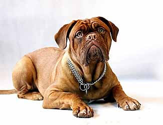Which are the Top 10 Most Powerful Mastiff Breeds and where does your Mastiff rank? Our countdown answers that question and more.