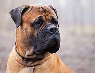 English mastiff adult watching for intruders English Mastiff 5 325x250
