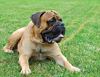 English Mastiff good and bad