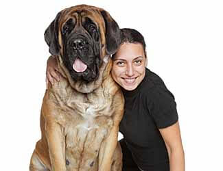 mastiff breeds