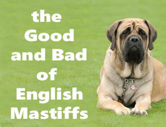 English Mastiff on lawn
