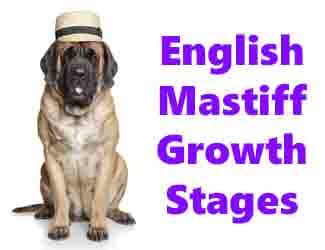 English Mastiff with hat