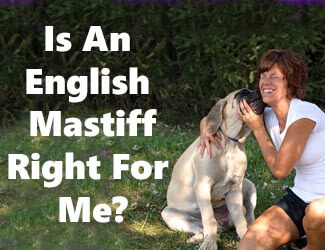 English Mastiff and girl playing