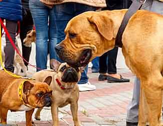 Is a Bulldog a Mastiff? Two French Bulldogs and a Mastiff