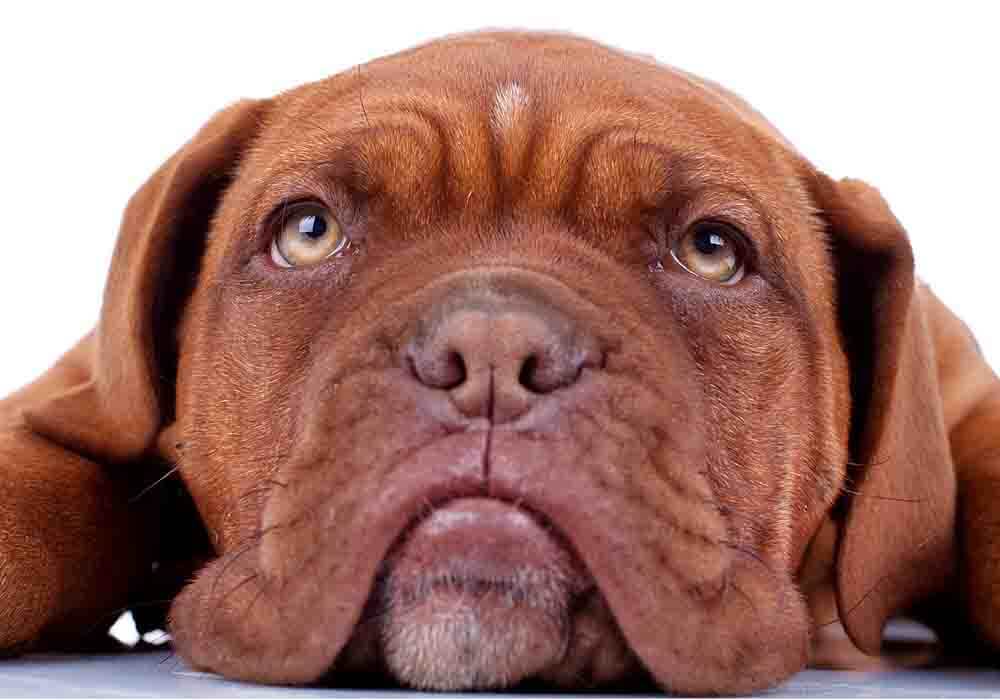 is french mastiff a good family dog