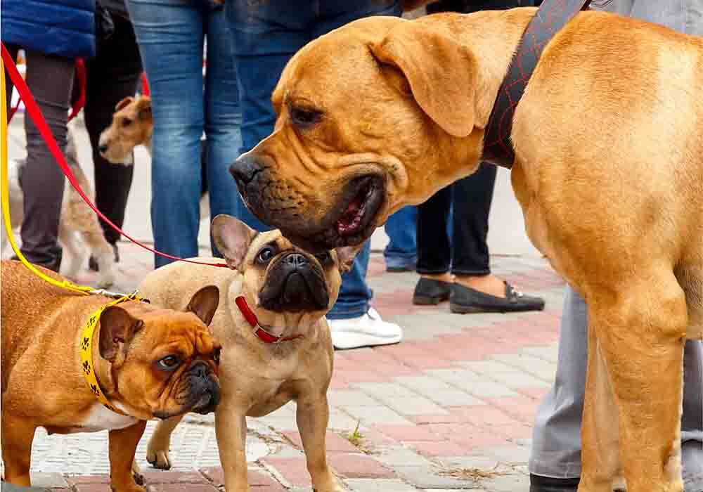 Is a Bulldog a Mastiff? Are Their Differences?