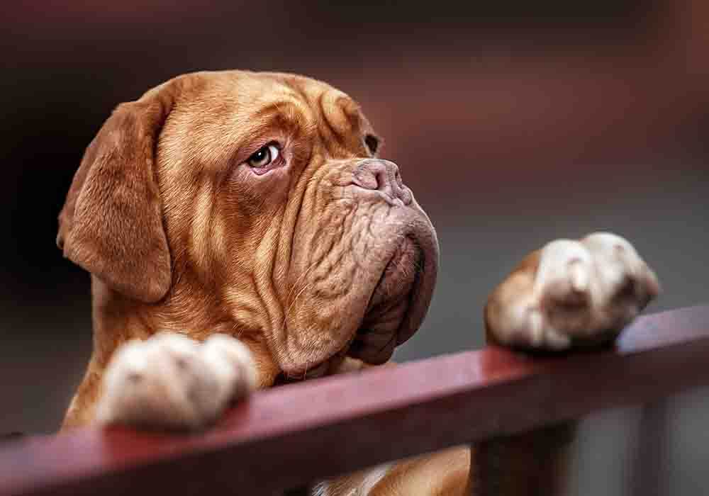 is french mastiff a good family dog