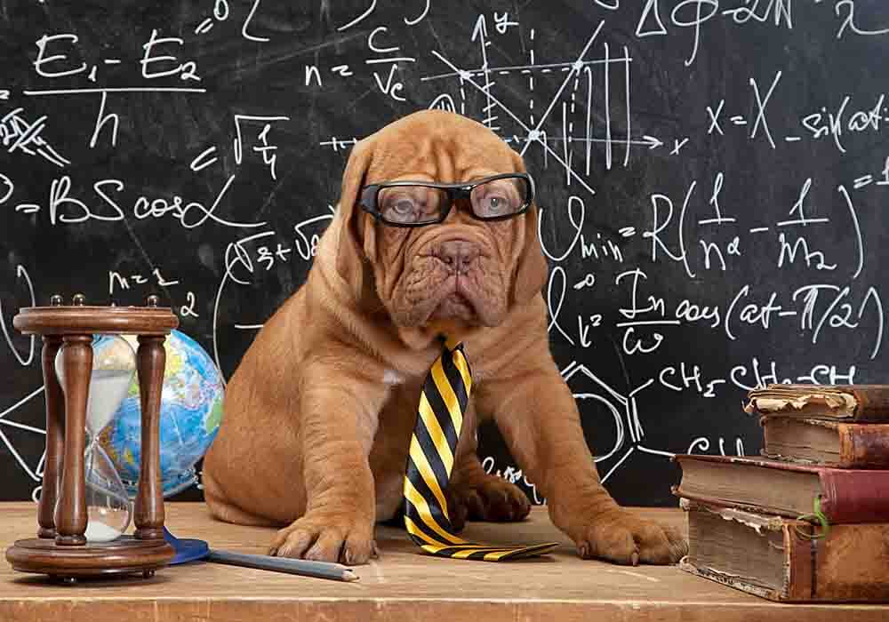 Mastiff puppy teaching what you should know about mastiffs What to know about mastiffs