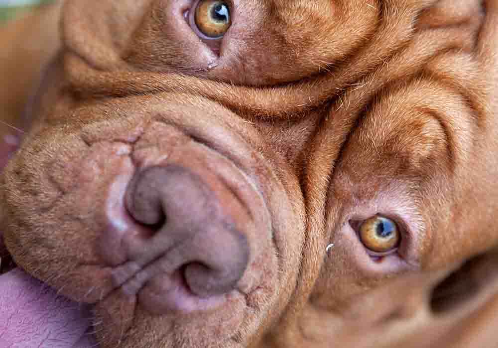 how much is a dogue de bordeaux puppy