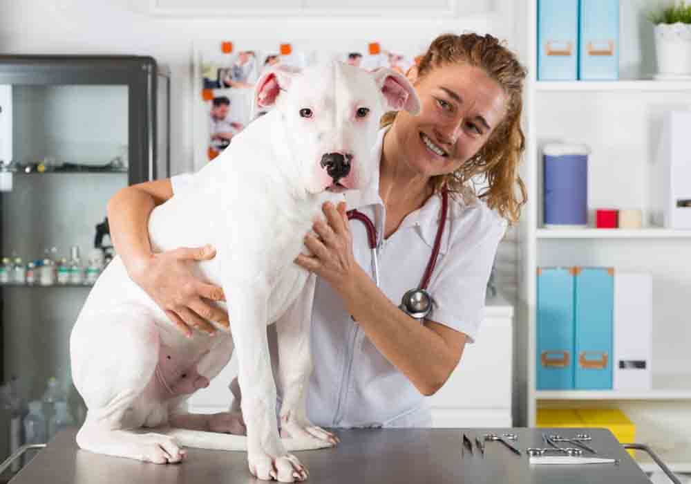 dogo argentino health issues dogo argentino health issues