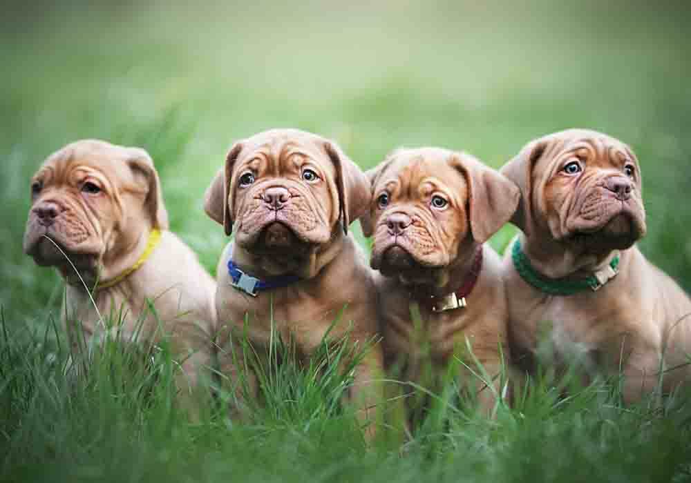 how much is a dogue de bordeaux puppy