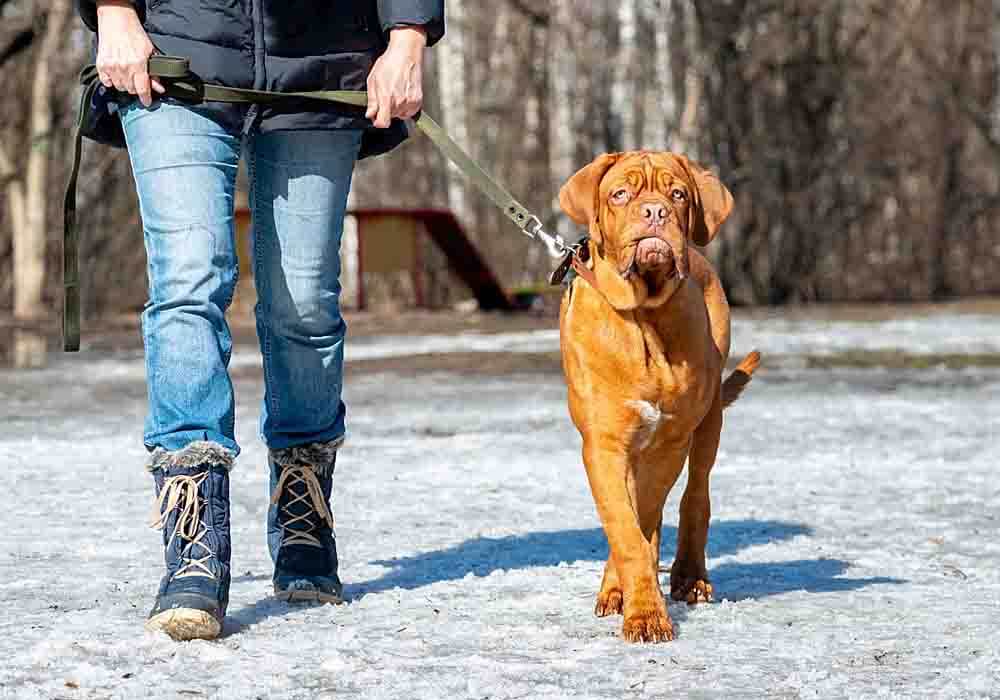 young mastiff being trained Mastiff training tips