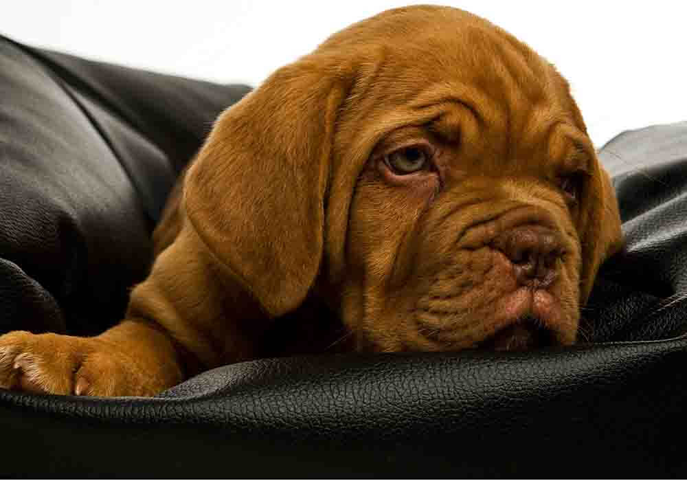 Mastiff puppy being socialized How to socialize a Mastiff