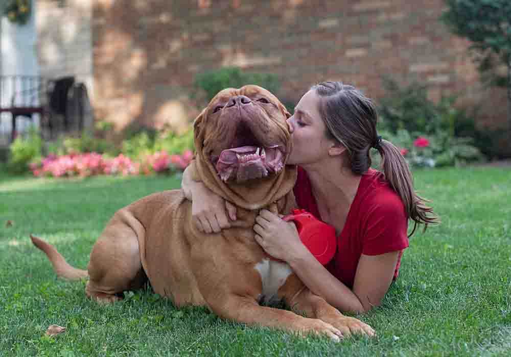 These 8 tips for new Mastiff owners are a helpful way to start you off on the right paw when it comes to understanding and caring for your new Mastiff.
