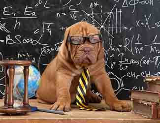 french mastiff in classroom