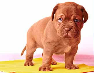 Cute French mastiff puppy