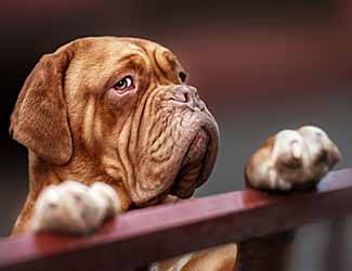 French Mastiff Dog