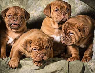 Cute Dogue De Bordeaux puppies