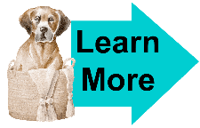 great dane health problems great dane health problems