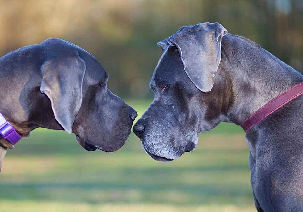 Aggressive great shop dane behavior