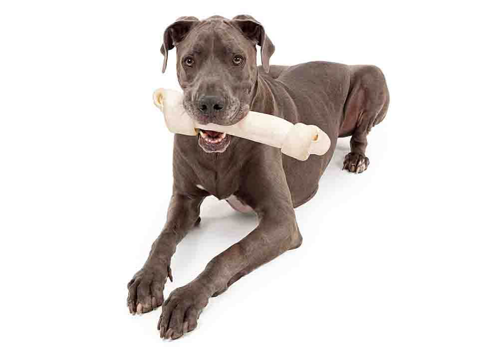 best chew bones for mastiffs Mastiff chewing a bone