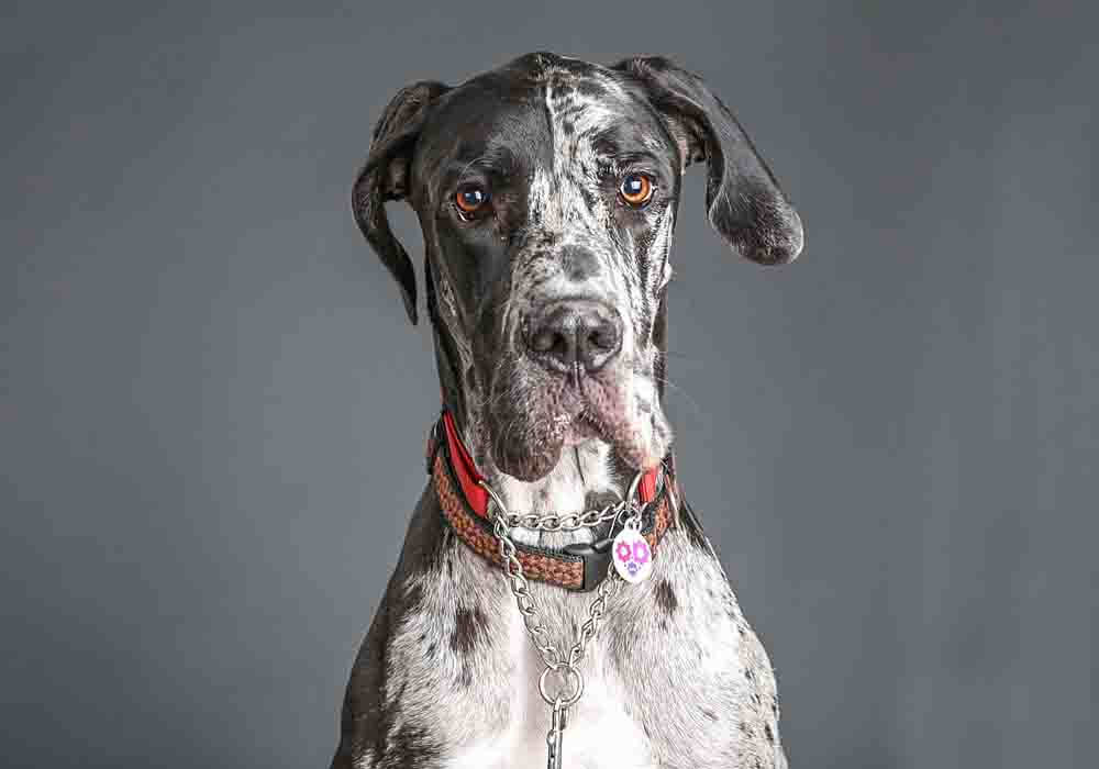 are great dane puppies clumsy