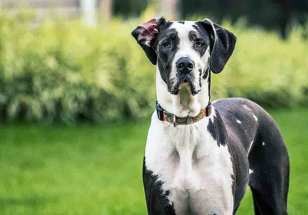 is a great dane a good pet