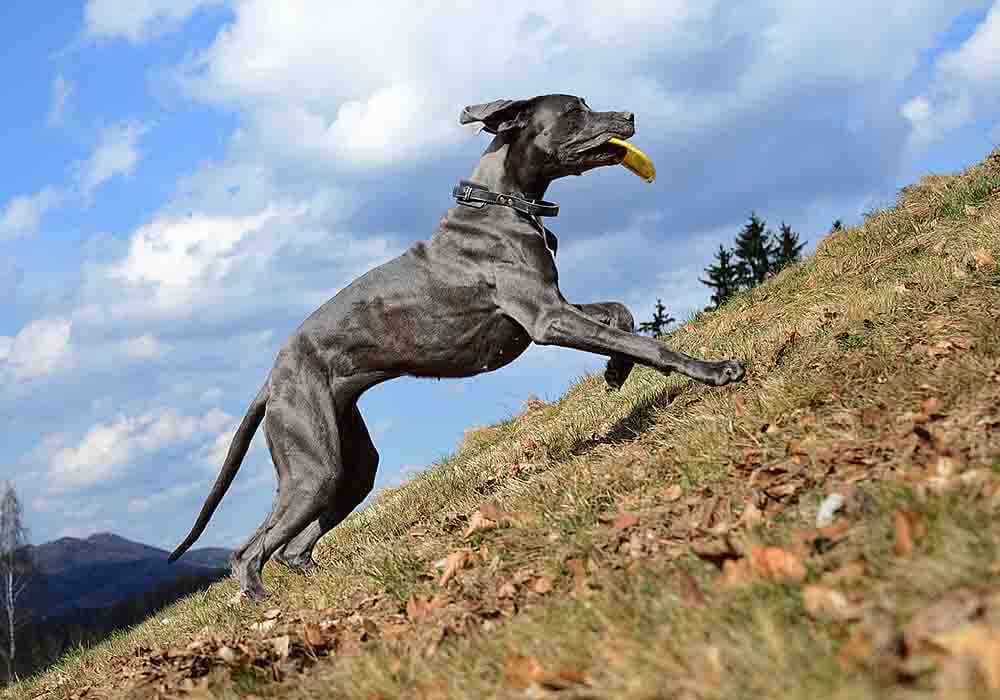 So are Great Danes high or low maintenance? Considering the size of this mellow dog breed the answer might surprise you...