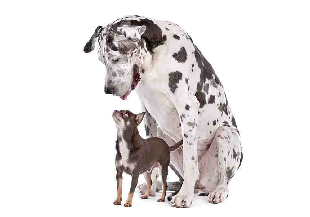 Overweight great dane cheap